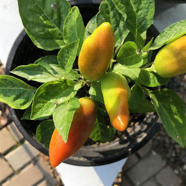 Hot Burrito Pepper Seeds - The Pepper Pantry (Formerly Marie Sharp's)